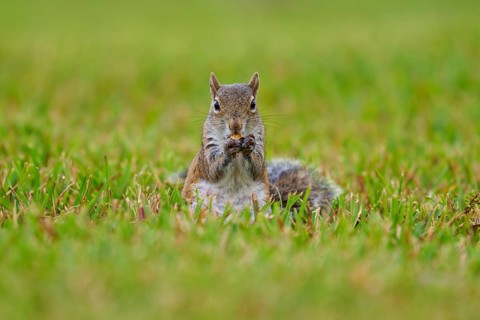 Grey Squirrel (Sciurus carolinensis), on meadow, springtime, Florida, USA, North America