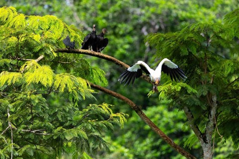 King vulture (Sarcoramphus papa), cock, vulture birds (Aegypiinae), Laguna del Lagarto Lodge,
