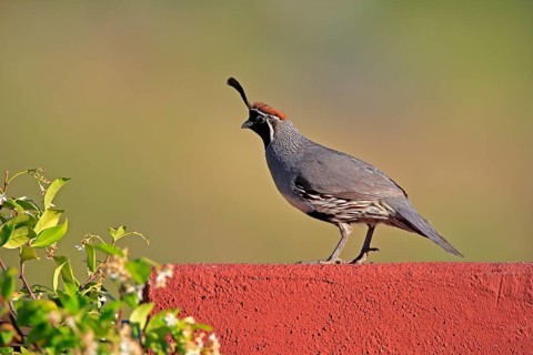 Gambel's quail (Callipepla gambelii), adult, male, alert, Sonoran Desert, Arizona, North America,