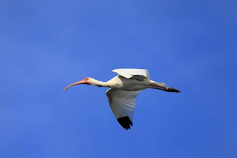 Snowy Ibis, (Eudocimus albus), adult, flying, St. Augustine, Florida, USA, North America