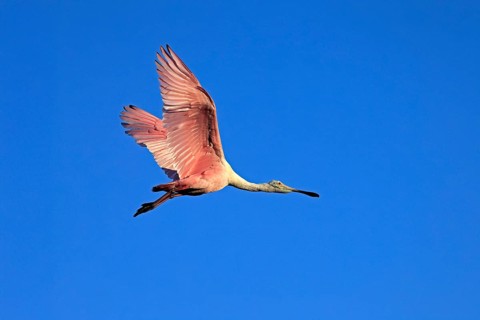 Roseate spoonbill (Platalea ajaja), adult, flying, St. Augustine, Florida, North America, USA,