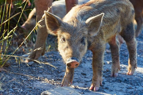 A piglet stands on a sunlit country lane, farm animals, Mani Peninsula, Peloponnese, Greece, Europe