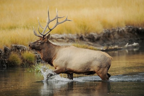 Wapiti (Cervus canadensis, Cervus elaphus canadensis), male crossing a river, Yellowstone National