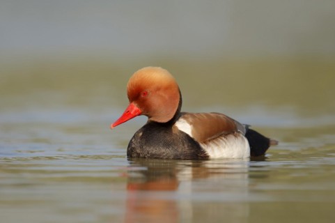 Red-crested pochard (Netta rufina), male, Camargue, Provence, southern France