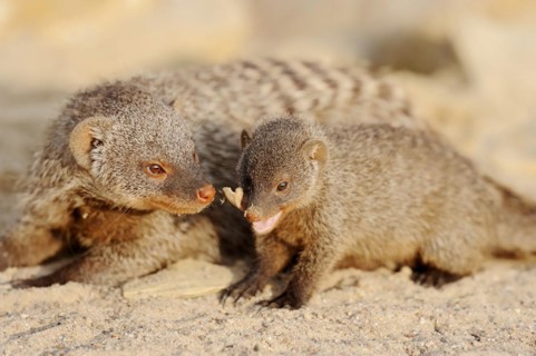 Banded mongoose (Mungos mungo) with juvenile, captive, occurrence in Africa
