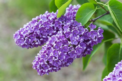 Blooming lilac in the botanical garden in spring