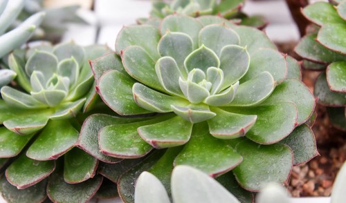 Beautiful succulent plant in greenhouse. Closeup, floral patterns, selective focus