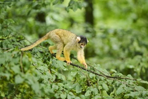 Common squirrel monkey (Saimiri sciureus) in a tree, captive, distribution South America