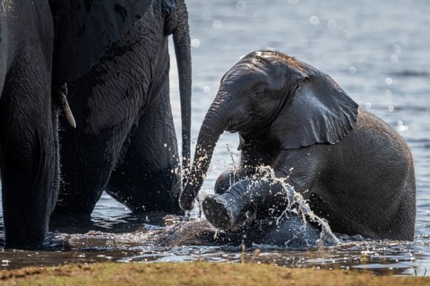 Baby elephants, Loxodota africana, are playing in the water an adult animal elephant. Chobe