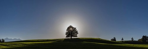 Common beech (Fagus sylvatica), in autumn at sunset, solitary tree near Rieden am Forggensee,