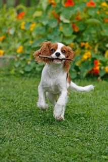 Cavalier King Charles Spaniel, kitten