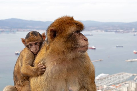 Monkey cub clinging to larger monkey, with coastal landscape in the background, Gibraltar, Barbary