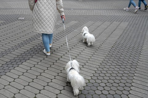 City walk with two Maltese dogs, Nuremberg, Middle Franconia, Bavaria, Germany, Europe