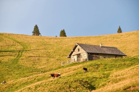 Evening atmosphere on the Hochalm with alpine hut and cows, Sonntagshorn, Chiemgau Alps, Salzburger