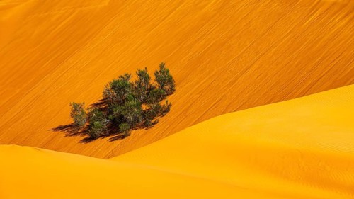 Green bush growing in the middle of sand dunes, Rub al Khali desert, Dhofar province, Arabian