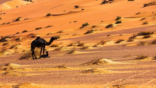 Black camel (Camelidae) with young in the Rub al Khali desert, Dhofar province, Arabian Peninsula,