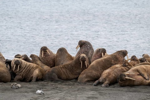 Walrus (Odobenus rosmarus), walrus, Kiepertøya, Svalbard and Jan Mayen archipelago, Norway, Europe
