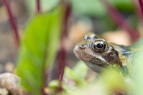 Common frog (Rana temporaria) adult amphibian on a garden vegetable bed with Beetroot in the