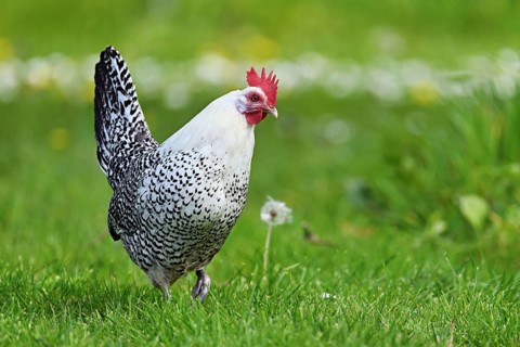 East Frisian Gull standing in a meadow, chicken breed with good utilisation characteristics, Texel,