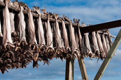 Cod from the Barents Sea, dried fish production, Reine, Lofoten Island Moskenesøya, Moskenesoya,