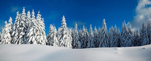 Panorama, snow-covered winter landscape, snow-covered spruces and sparkling snow crystals, Harz