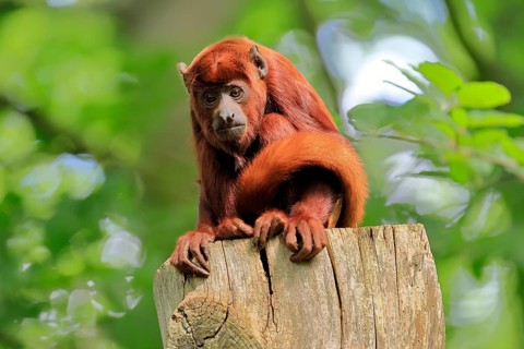 Venezuelan red howler, (Alouatta seniculus), adult on tree trunk vigilant, South America