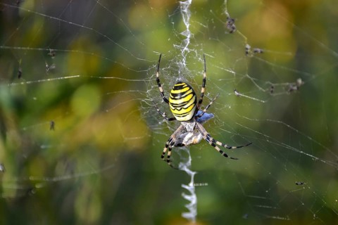 Wasp spider (Argiope bruennichi) in a web in the garden, Bavaria, Germany, Europe