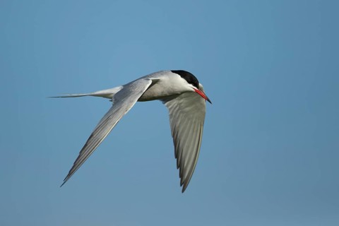 Common tern (Sterna hirundo) adult bird flying in the summer, England, United Kingdom, Europe