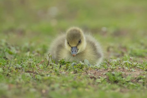 Greylag goose (Anser anser) juvenile baby gosling bird resting on grassland, England, United