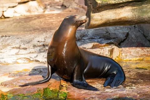 California sea lion (Zalophus californianus), at the shore of the sea, captive, Germany, Europe