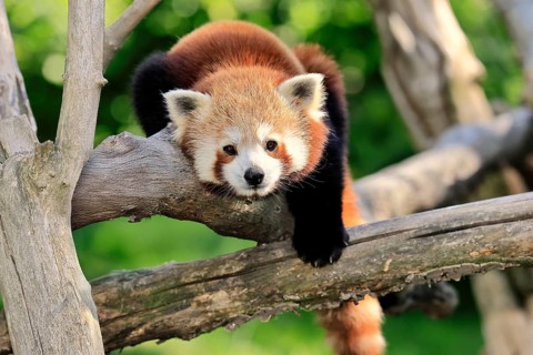 Western Red panda Ailurus fulgens), adult, portrait, on tree, captive, Himalaya, Central Asia