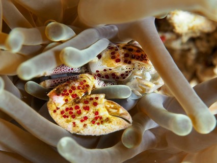 Porcelain crab, spotted porcelain crab (Neopetrolisthes maculatus), sits protected between the