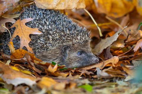 European hedgehog (Erinaceus europaeus) adult animal emerging from a pile of fallen autumn leaves,