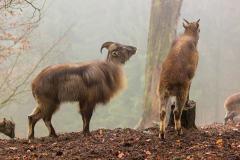 A male and a female Himalayan Tahr (Hemitragus jemlahicus) stand in the forest on a foggy day