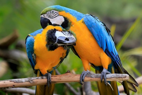 Yellow-breasted Macaw (Ara ararauna), adult, perch, pair, social behaviour, plumage care, South