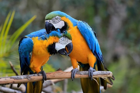 Yellow-breasted Macaw (Ara ararauna), adult, perch, pair, social behaviour, plumage care, South