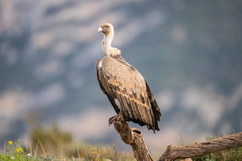 Griffon Vulture (Gyps fulvus) sitting on an old gnarled root in autumn, Pyrenees, Catalonia, Spain,