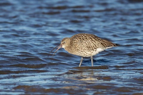 Eurasian curlew (Numenius arquata) adult bird feeding on a coastline, Norfolk, England, United