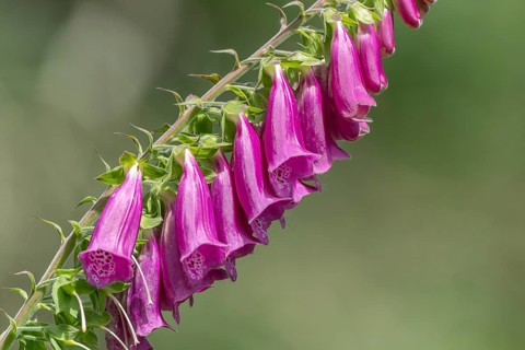 A purple flower with a white centre can be seen in the picture. The flower is surrounded by green