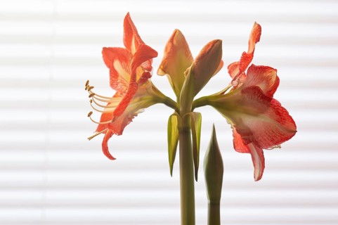 Indoor photo, red amaryllis, flower (Amaryllidaceae) and stamens, buds, in front of window, roller