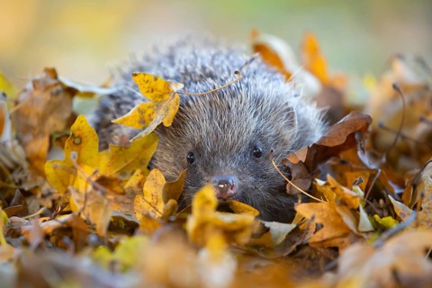 European hedgehog (Erinaceus europaeus) adult animal amongst fallen autumn leaves, England, United