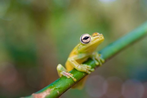 Glass frog (Centrolenidae) sitting on a stem, Heredia province, Costa Rica, Central America