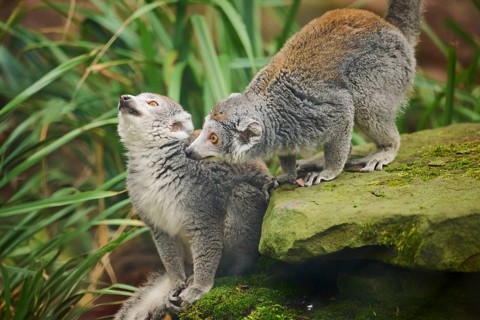 Crowned lemurs (Eulemur coronatus) couple, sitting on the ground, Germany, Europe