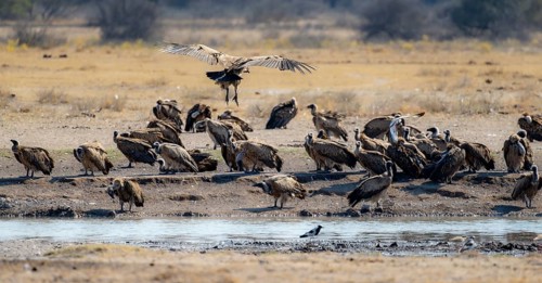 White-backed vulture (Gyps africanus), group at the waterhole, Khama Rhino Sanctuary, Botswana,