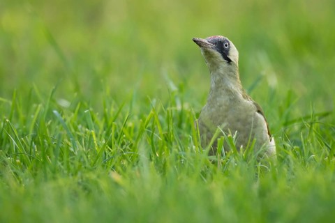 Green woodpecker (Picus viridis), young bird foraging in meadow, Rosensteinpark, Stuttgart,