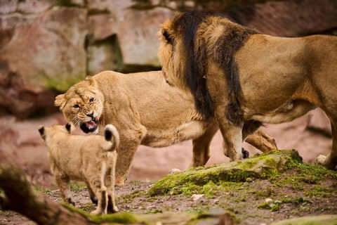 Asiatic lion (Panthera leo persica) couple with her cub, captive
