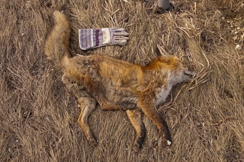 Dead red fox (Vulpes vulpes) at the roadside