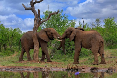 African elephant (Loxodonta africana), adult, male, two bulls, fighting, wrestling, at the water,