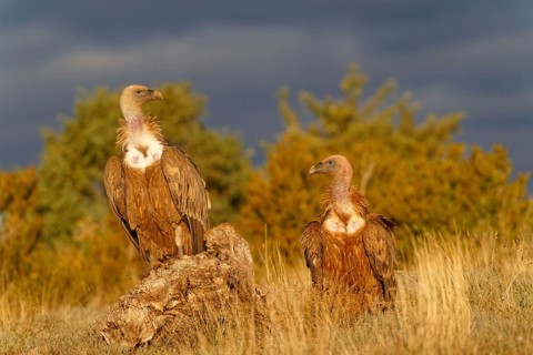 Two griffon vultures (Gyps fulvus), portrait, Pyrenees, Catalonia, Spain, Europe