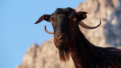 A goat with horns and beard stands at attention against a rocky background, sheep (e) or goat (n),